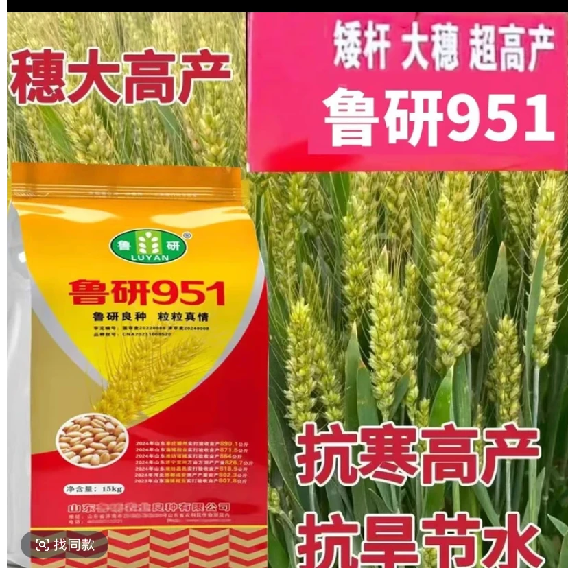 鲁研951高产稳产抗冻抗旱抗病优质
