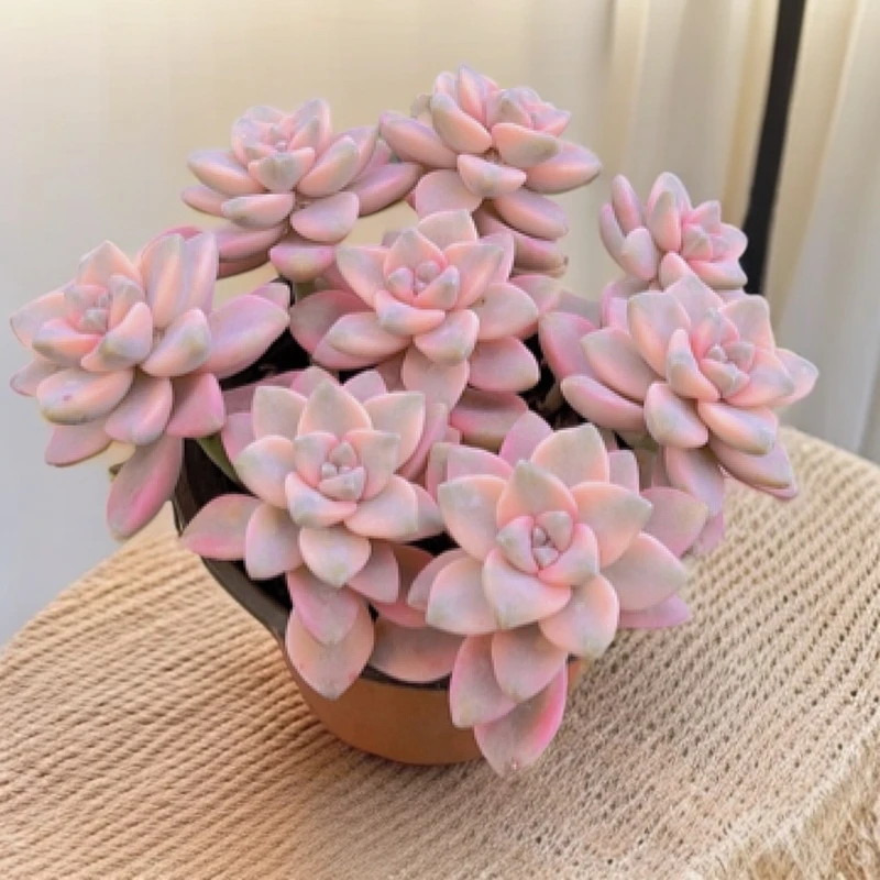 12#美杏锦（散群）多肉植物