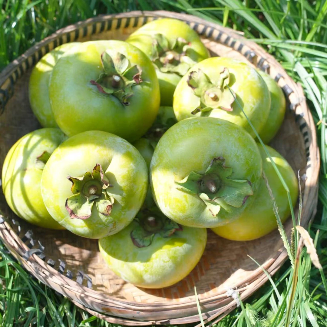 菜花坪应季新鲜采摘太秋脆柿