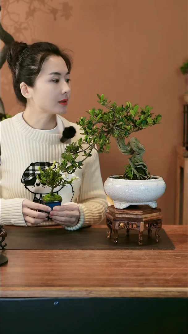 达摩栀子花盆景盆景盆景