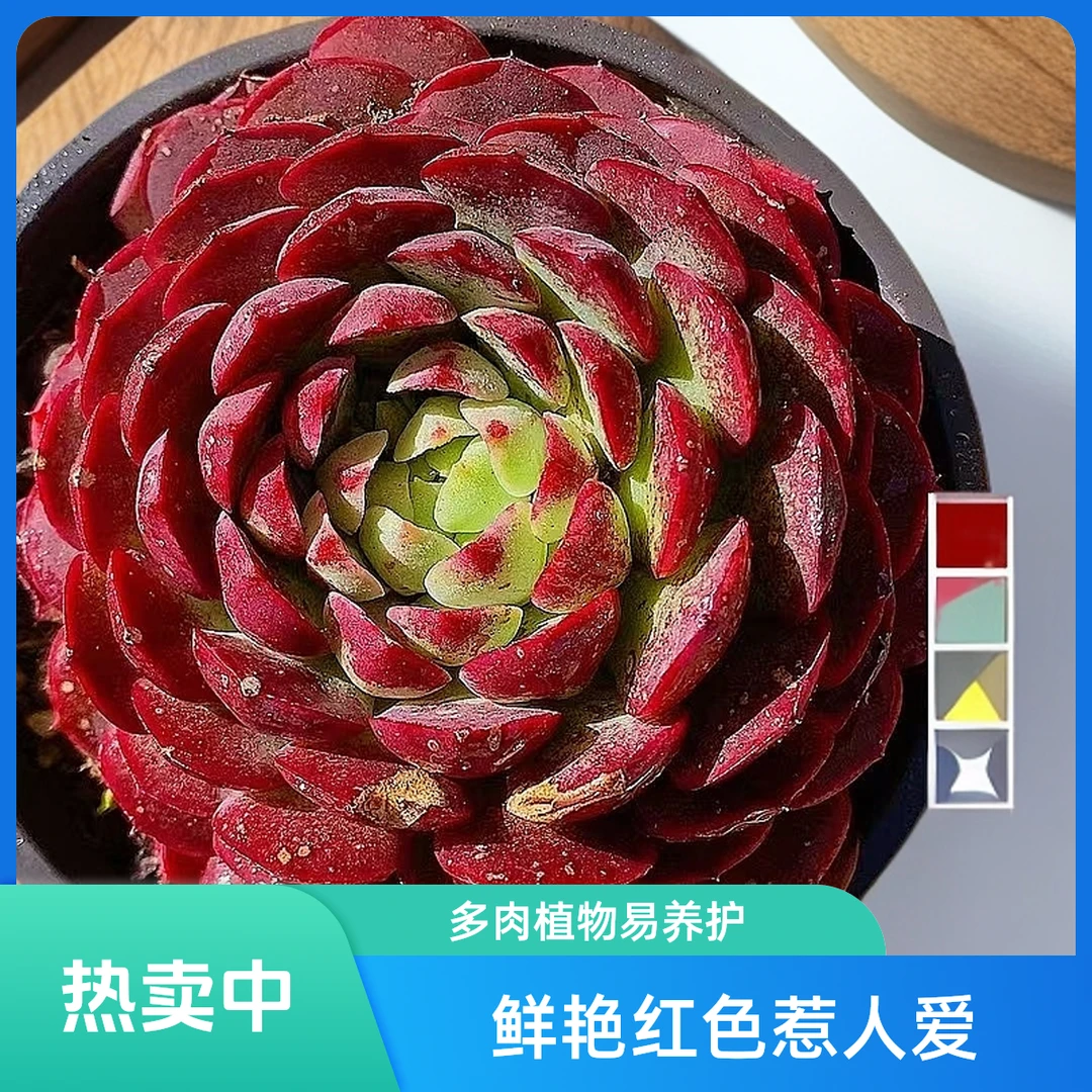 朱砂痣 单头  熊猫多肉（满19包邮）脱土发  庭院美观  净化空气