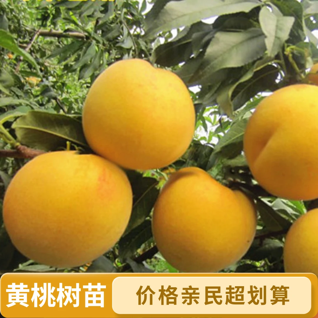 嫁接早熟大黄桃树苗正宗冬黄桃树苗离核盆栽地栽南方北方四季种植