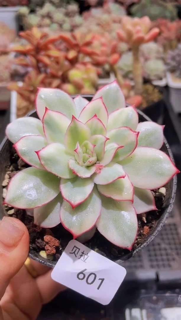 【闪购商品】601月光女神锦