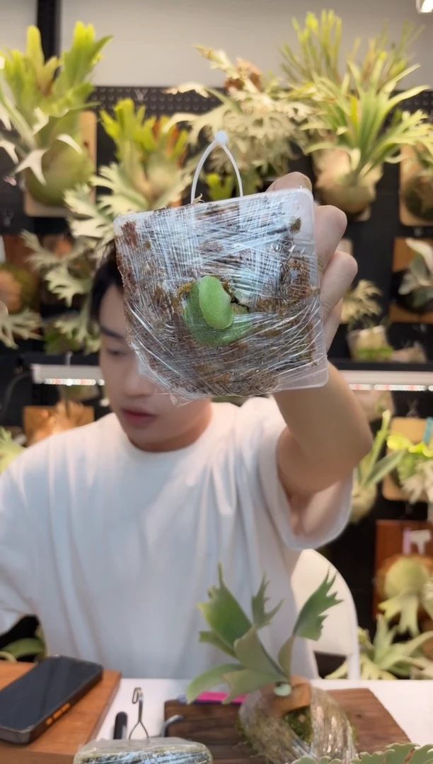 无花朵月光蓝色小精灵侏儒龙骨芽里森花牌