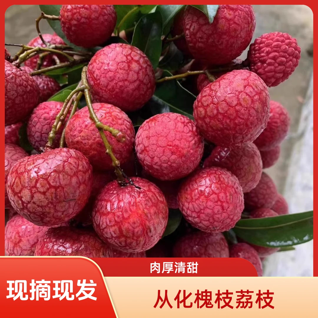 【从化槐枝荔枝】空运特快现摘现发很有荔枝味肉厚清甜晚熟荔枝