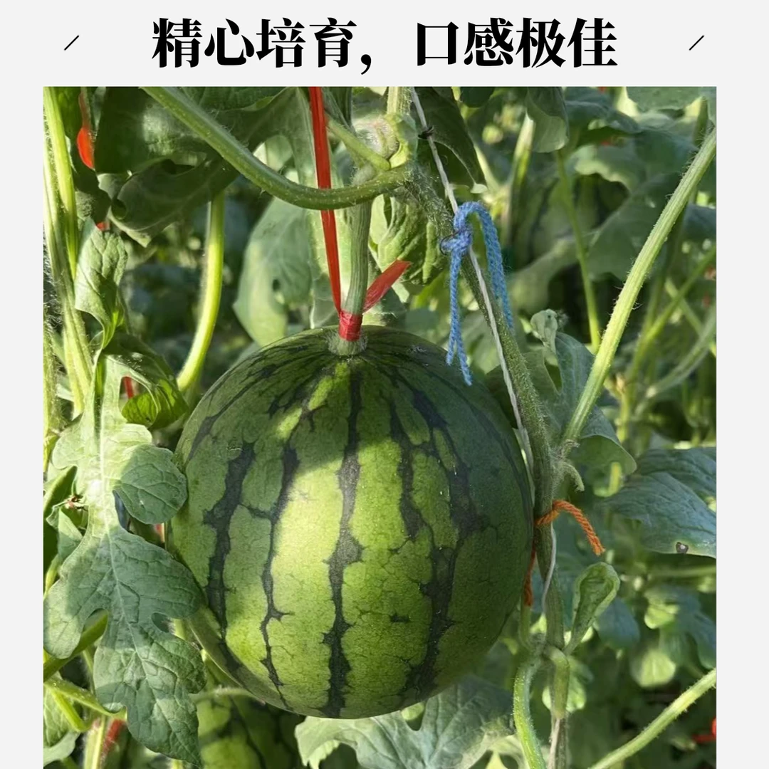 [京东包邮]珍珠红西瓜来袭，脆爽爆汁，在舌尖上“撒野”！