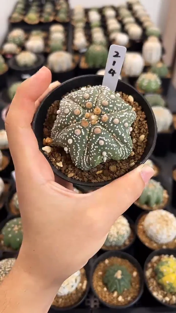 不含盆土实生编码214