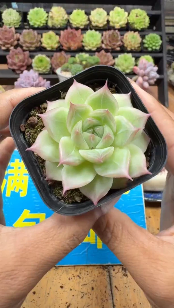 东云多肉园二店-691