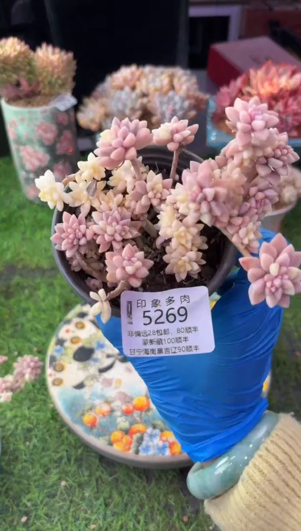 昆明印象多肉5269