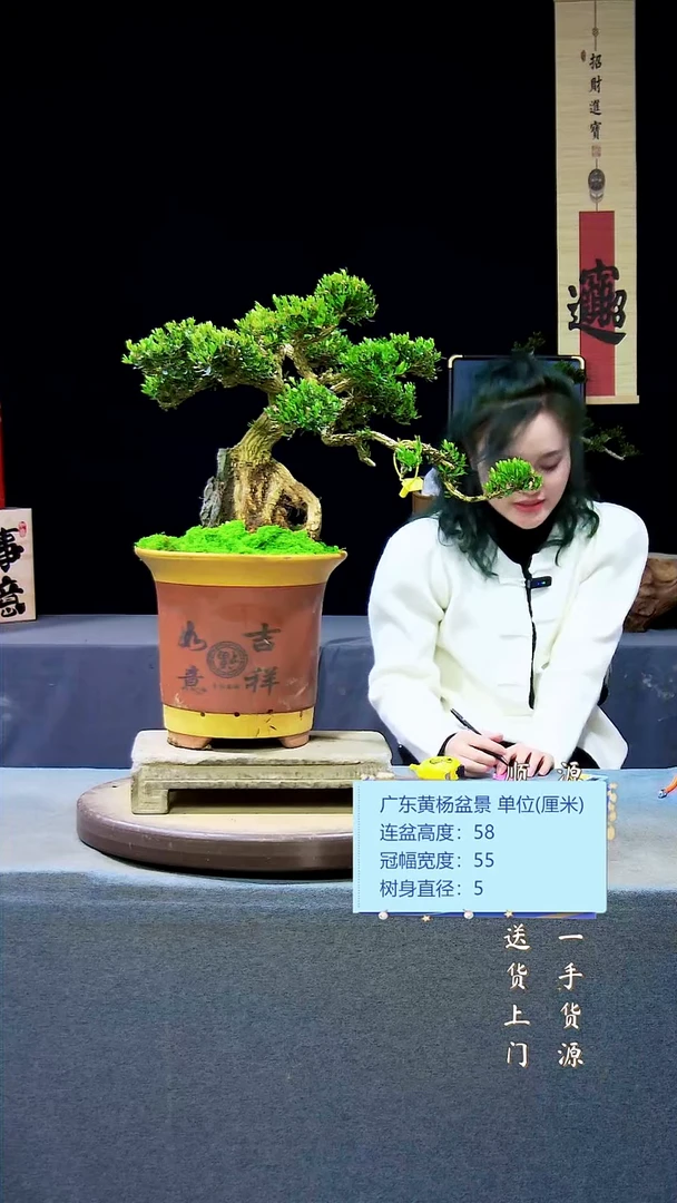 【闪购商品】高端黄杨盆景高端黄杨盆景