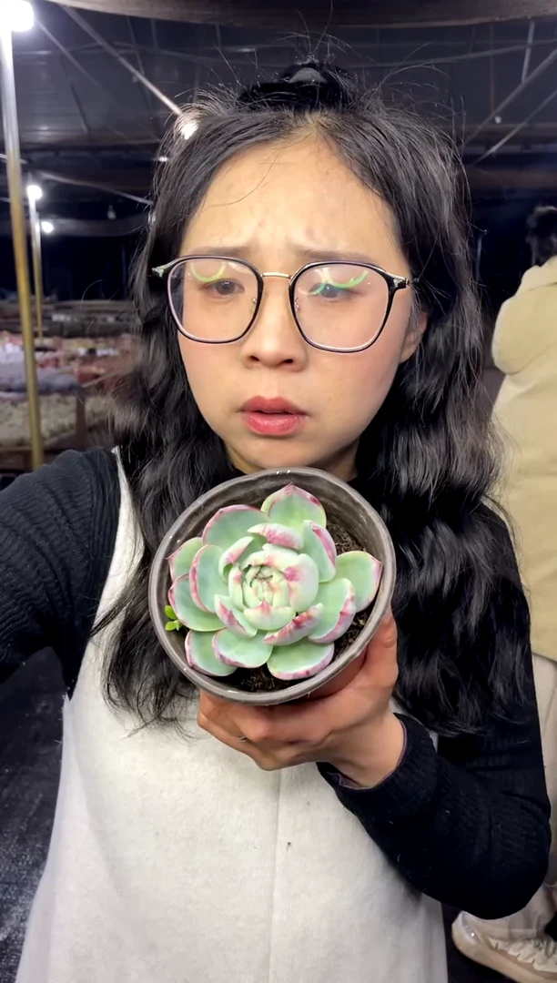 【闪购商品】4-惊鸿仙子9.99