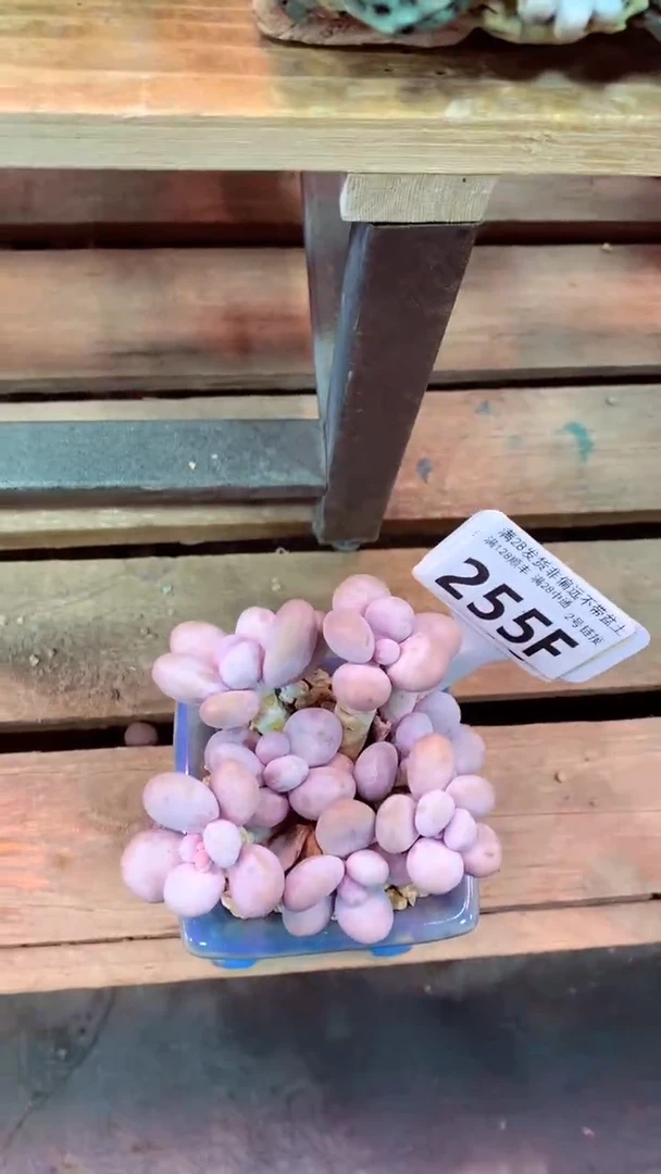 255F（一物一拍实付满28发货，默认不带盆土）