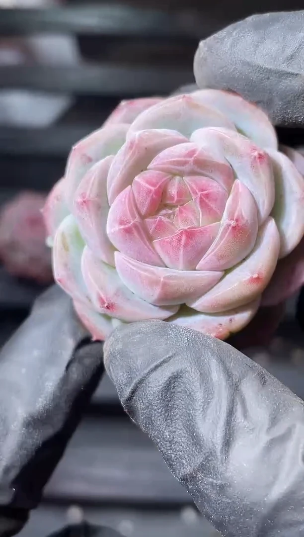 21-4粉紫灵珠2-3厘米量拍发一颗