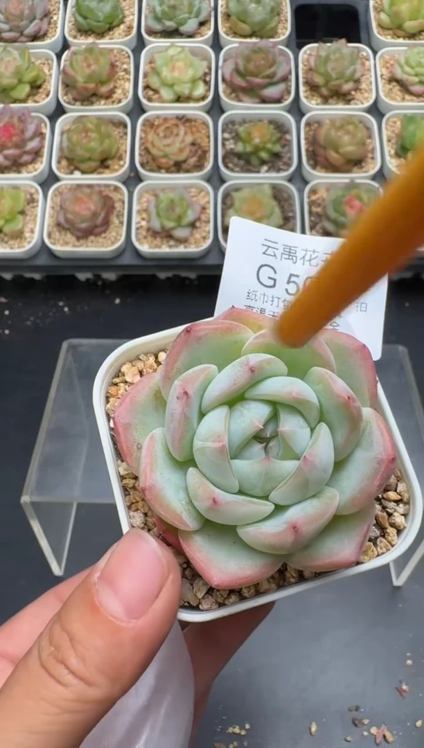 567G云禹多肉植物 脱土纸巾打包 3颗包邮