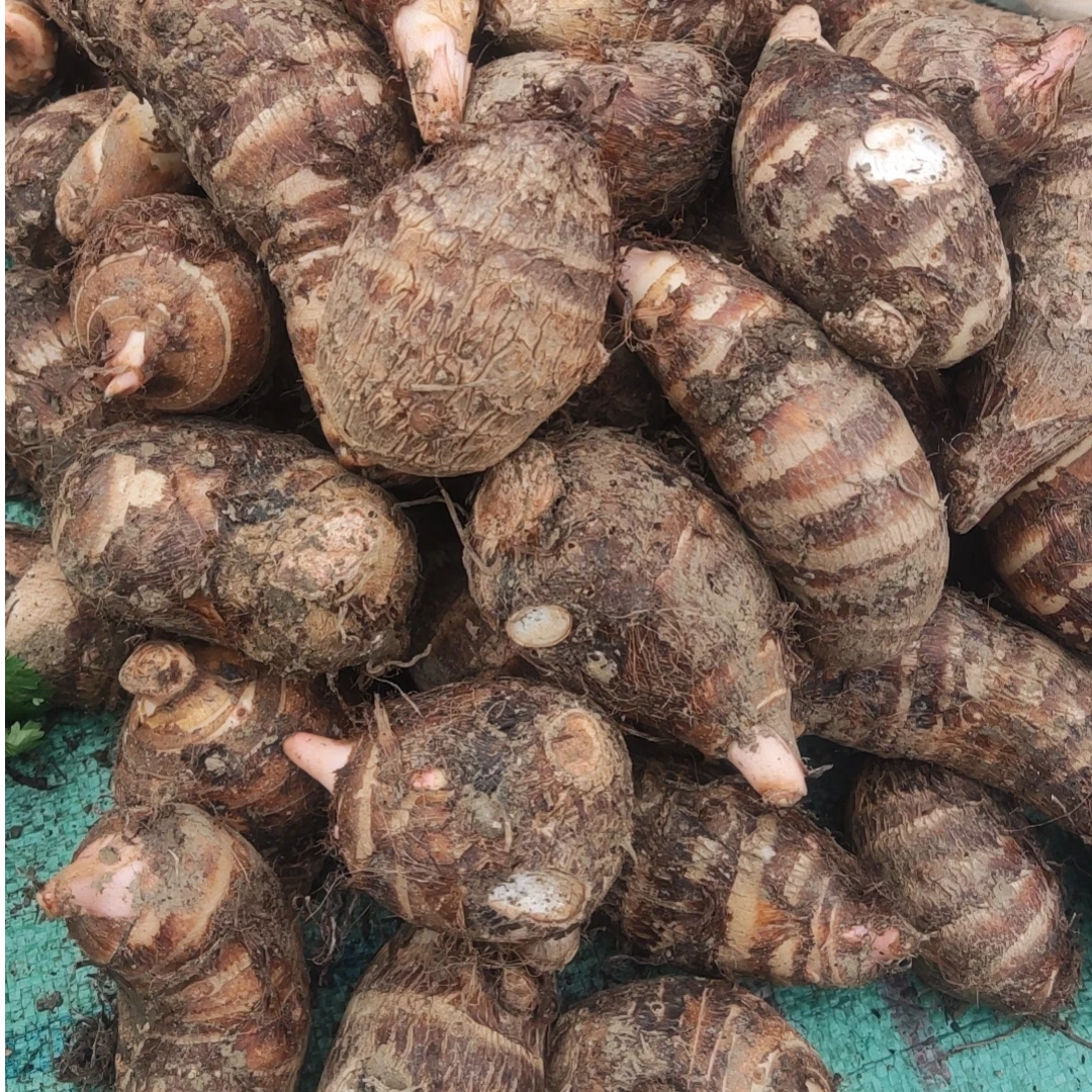 本地农家新鲜芋头【邱村农耕.天生好物】