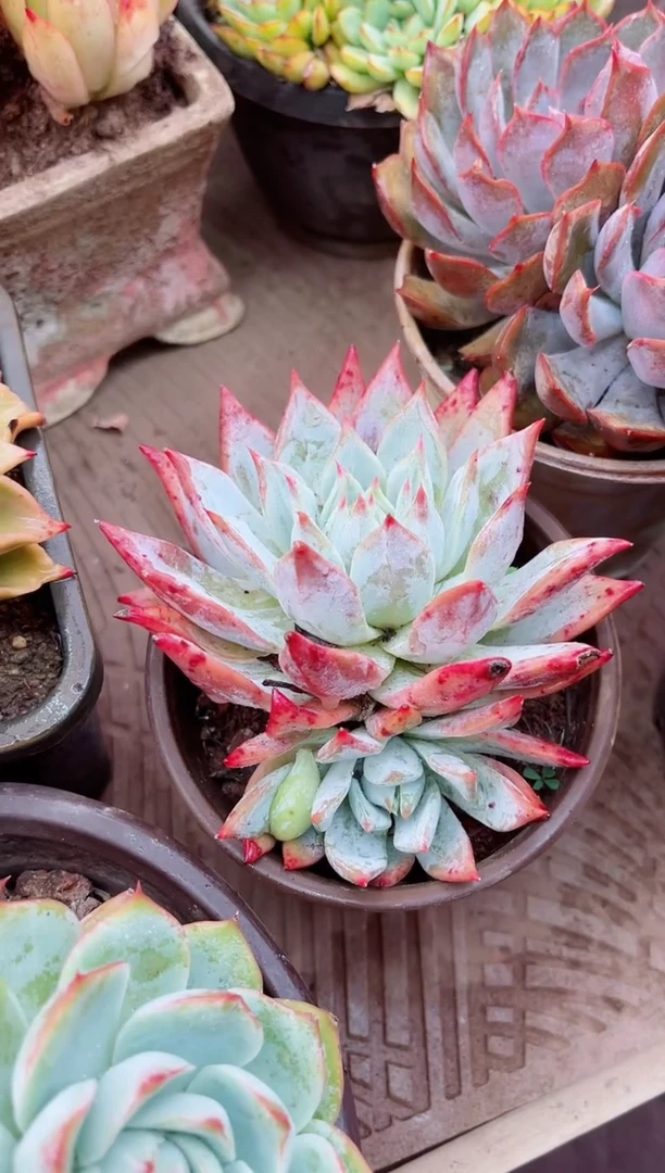 红****鱼20065多肉植物一物一拍