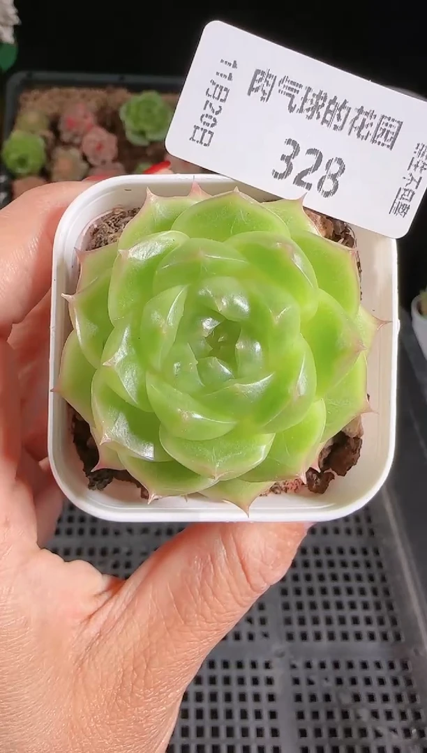 1120-328p3-71量拍任意发一颗群生不包整