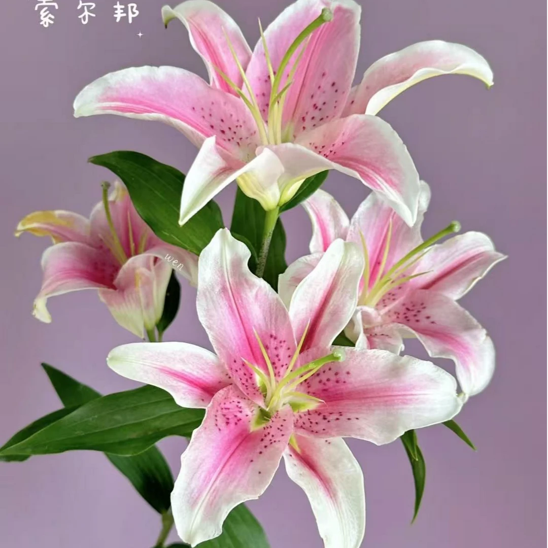 百合盛宴买5赠1到手6支（瓶插花）
