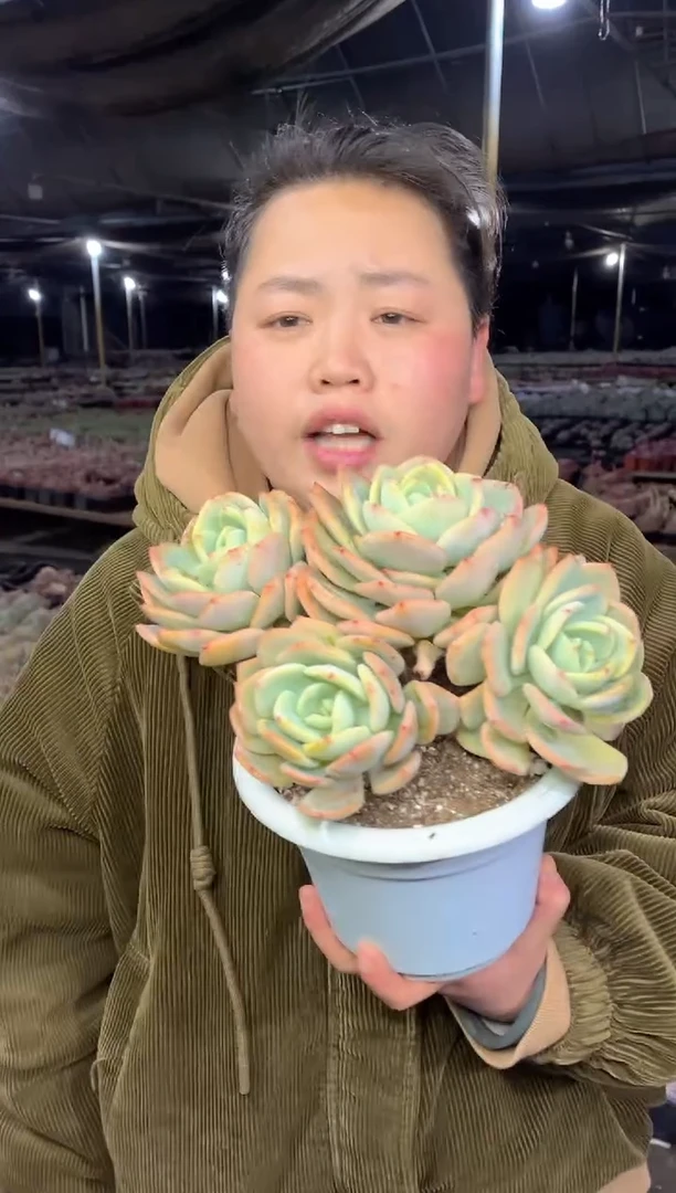 【闪购商品】103-四头起白月光8