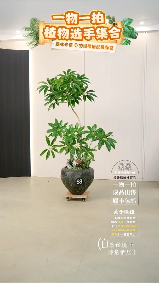 完全开放婉**绪日本进口保罗大叶伞连盆种好栽好一整套送货上门