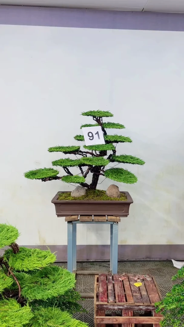 无花朵造型盆景一物一拍