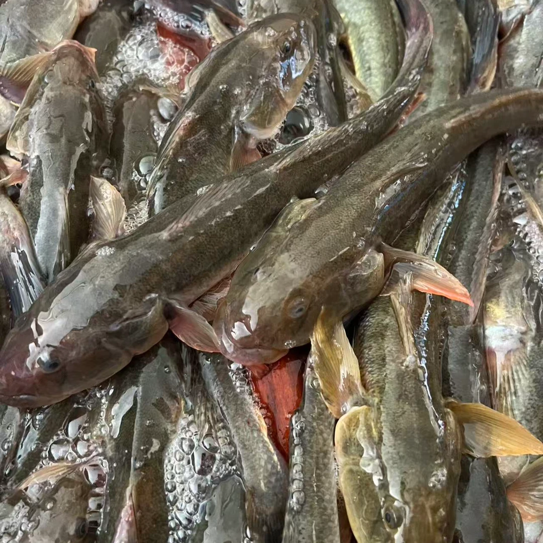 渤海湾本地海鲶鱼胖头鱼2-3条/斤顺丰发货