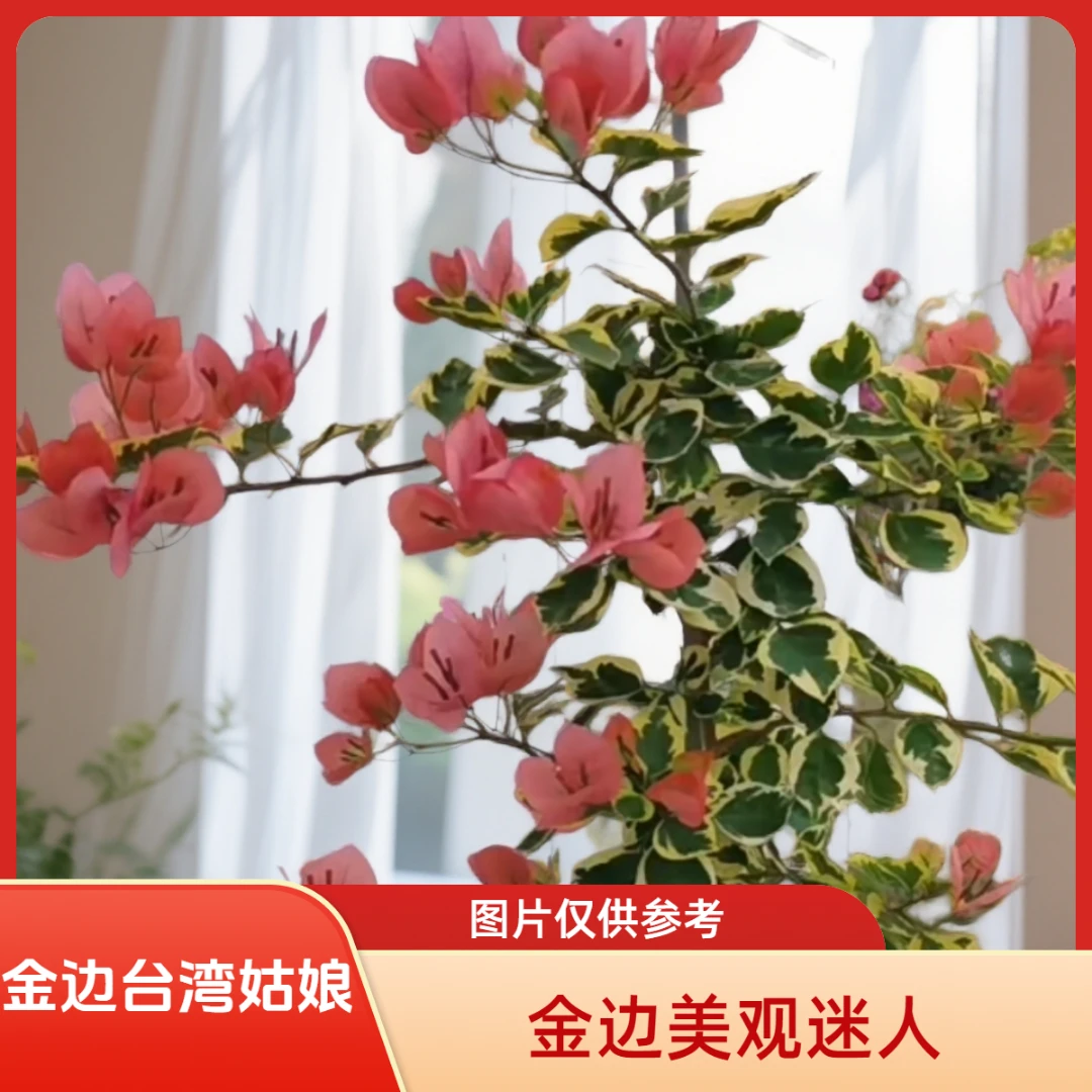 【三禾】0.5高飘原生金边台湾姑娘盆苗三角梅