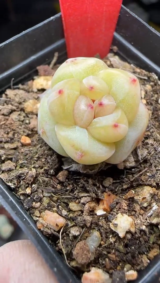 【闪购商品】一物一拍0210—255