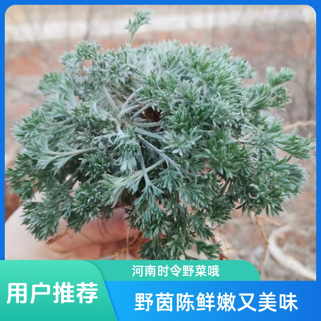 （春季专属）农家时令野生茵陈现挖新鲜茵陈白蒿现发野菜地方蒸菜