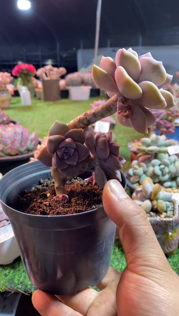 【闪购商品】丸叶紫乐0315