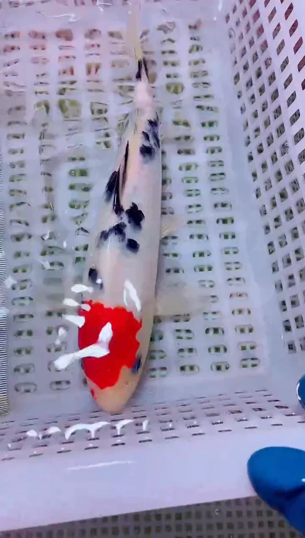 锦鲤血统锦鲤全场包邮74