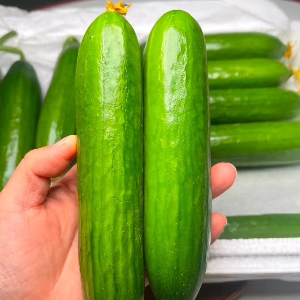 水果黄瓜一箱毛重2.5斤左右