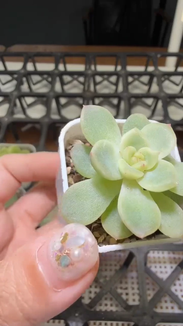 1572  26多肉植物
