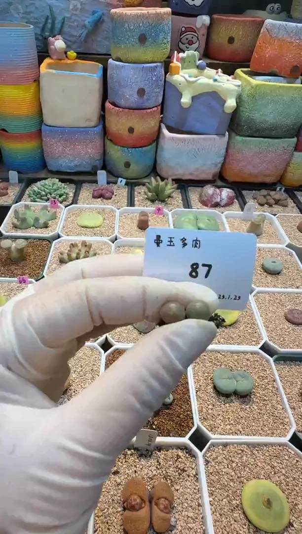 【闪购商品】25.1.25-87