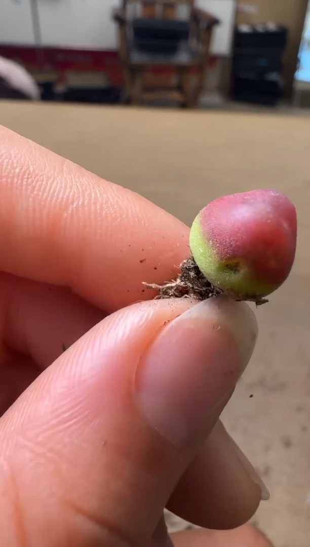 12-77多肉植物肉锥