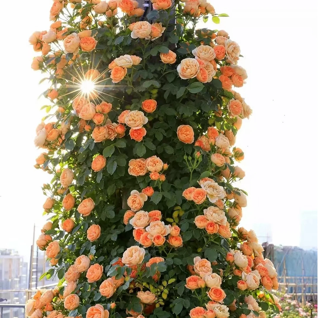 【甜梦】藤本月季爬藤花卉开花超多超美多头阳台庭院地栽盆栽花卉