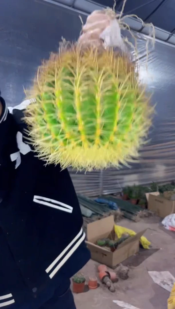 【闪购商品】实生根 金虎 13-15cm