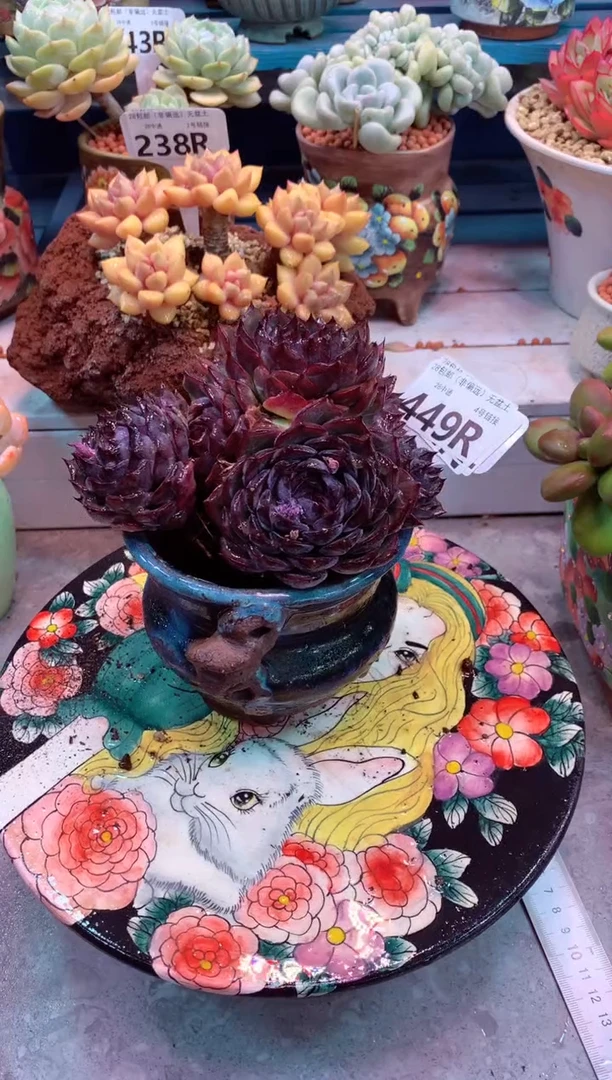 蓝莓449R（一物一拍，精品多肉，所见即所得 ）