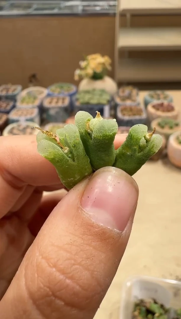 8-83多肉植物肉锥