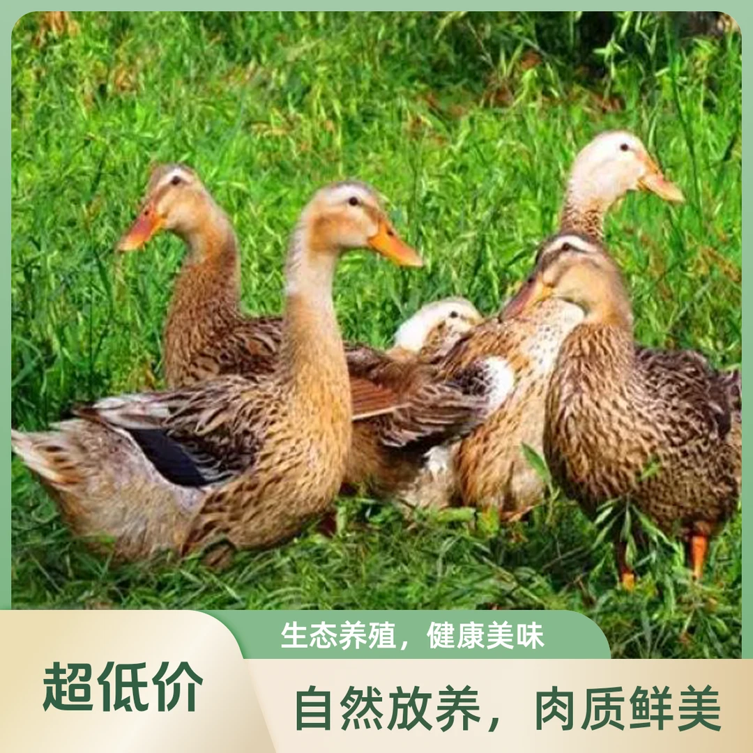 顺丰包邮【精选三只】农家自然散养土麻鸭新鲜宰杀五谷喂养/无掌翅