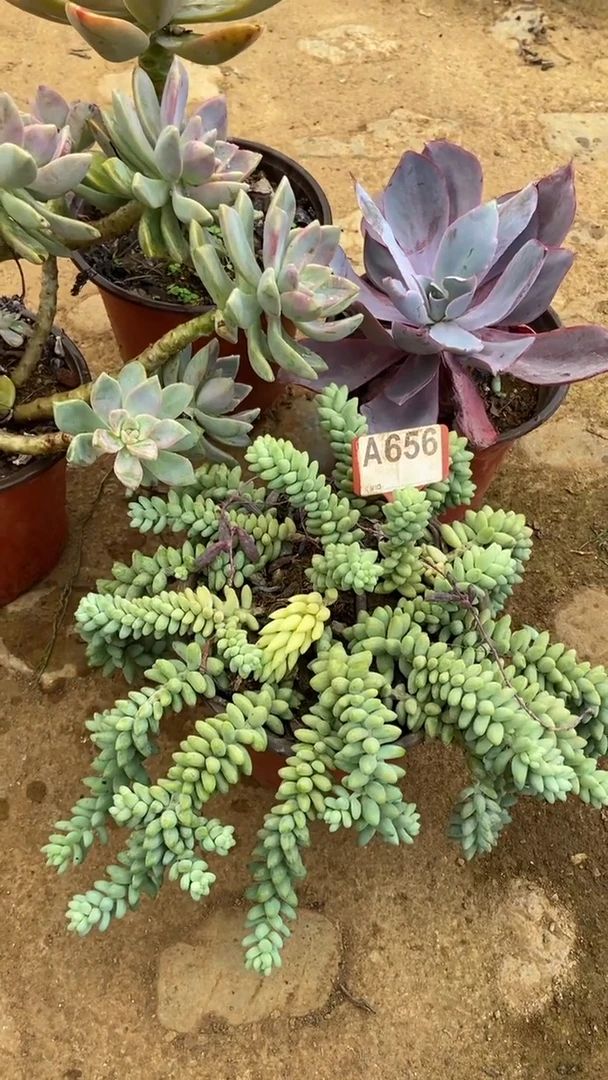 A656闪购清风花木兰多肉组合脱土发货