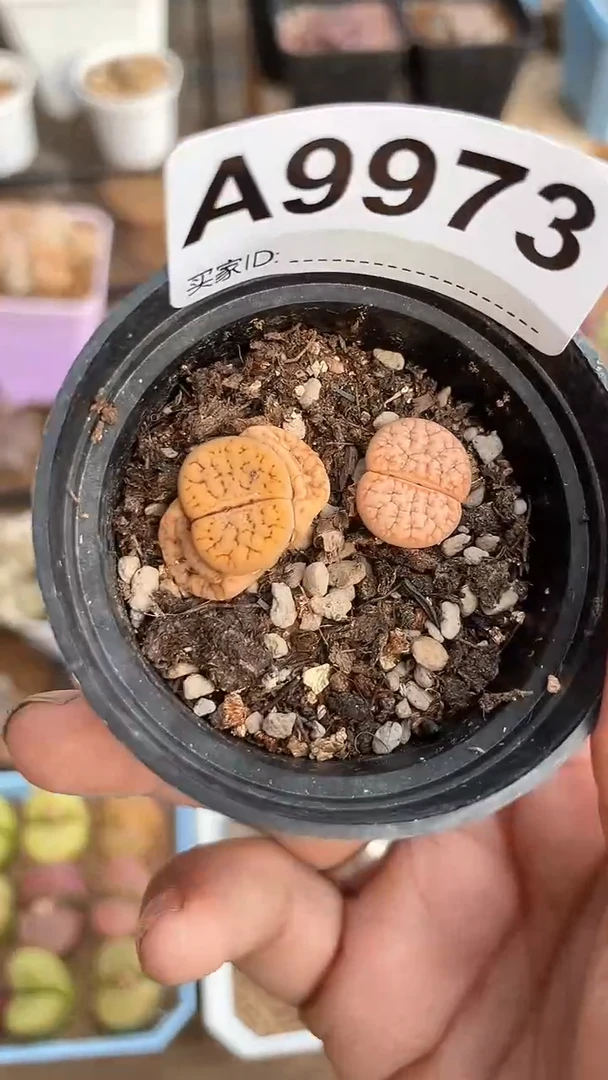 【闪购商品】9973直播一物一拍