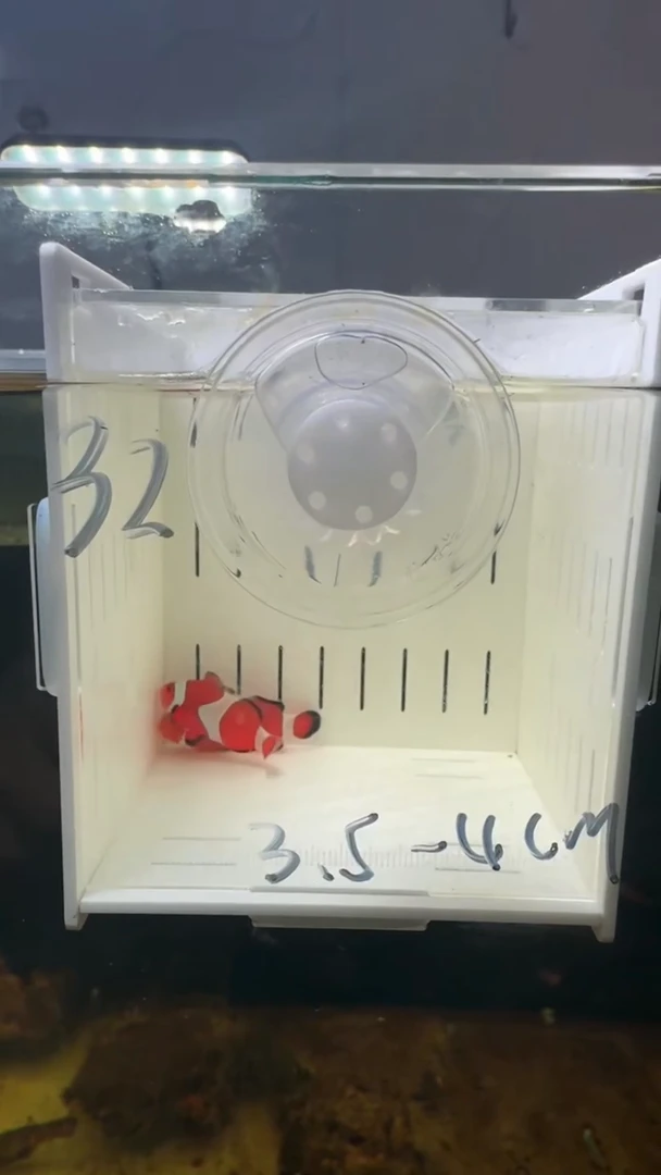 海水32号盒子全品全纹公子3.5-4