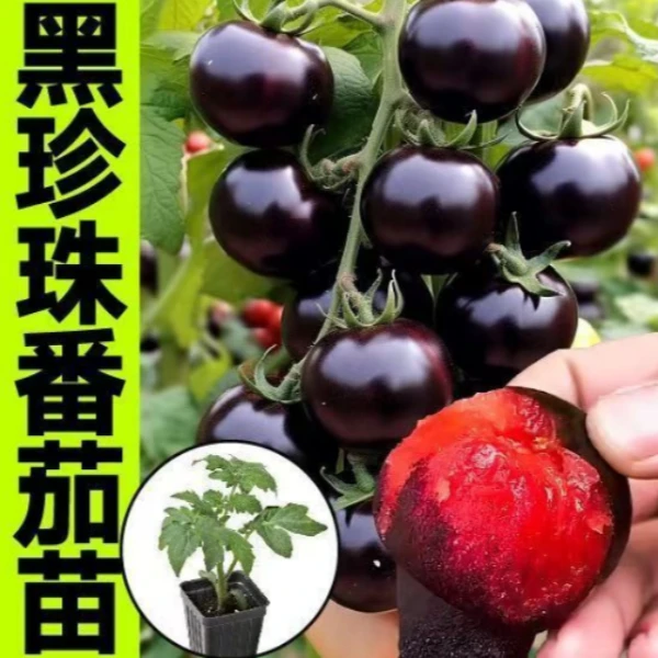 四季可种小黑番茄苗盆栽水果蔬菜苗适合春秋种植