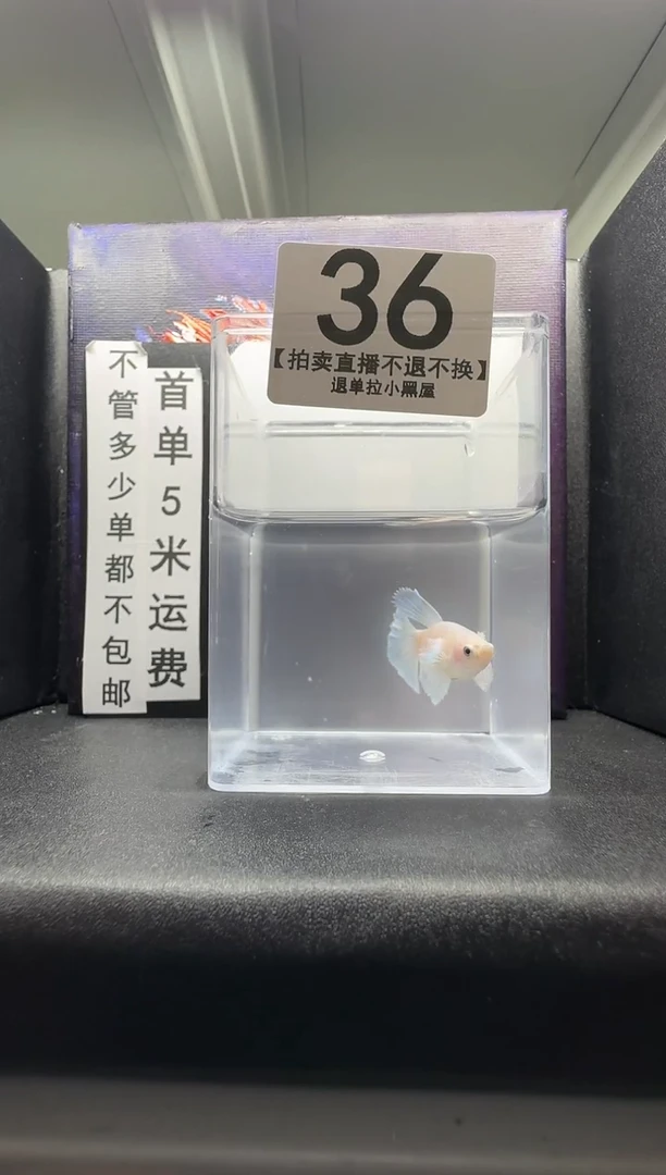 斗鱼母鱼编号：36