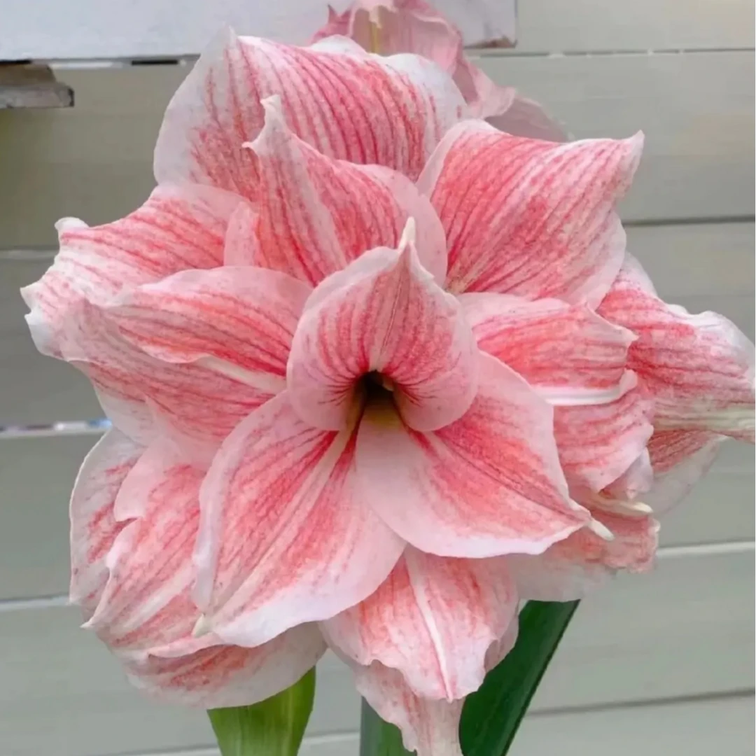 初恋）朱顶红种球6-8厘米【1颗】