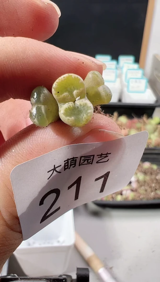 【闪购商品】++++211