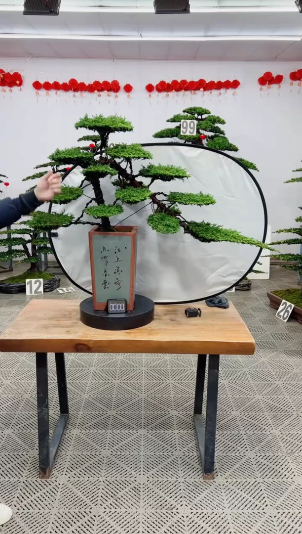 【闪购商品】盆景盆景