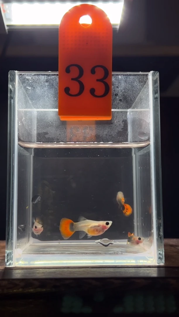 孔雀鱼小蜜蜂跑红短体33