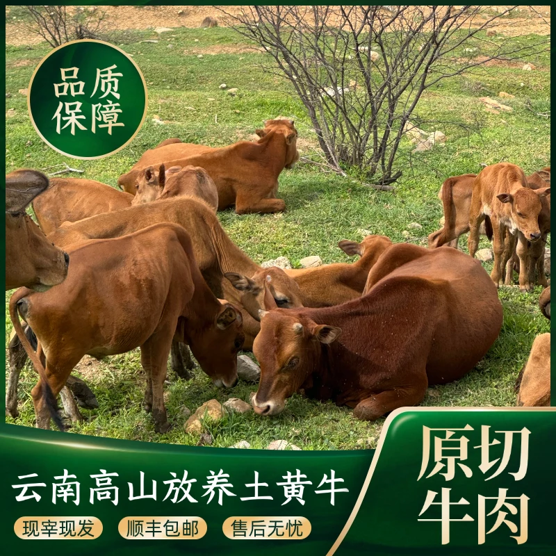 云南红河生态高山放养土黄牛肉新鲜现宰现发冷链包邮 3斤/5斤装